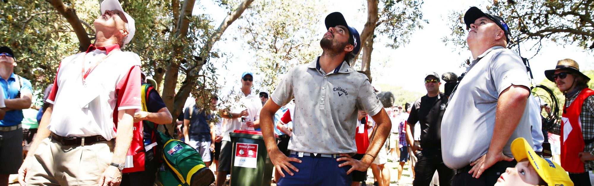 Golf ball in a tree Here are your options under the Rules National