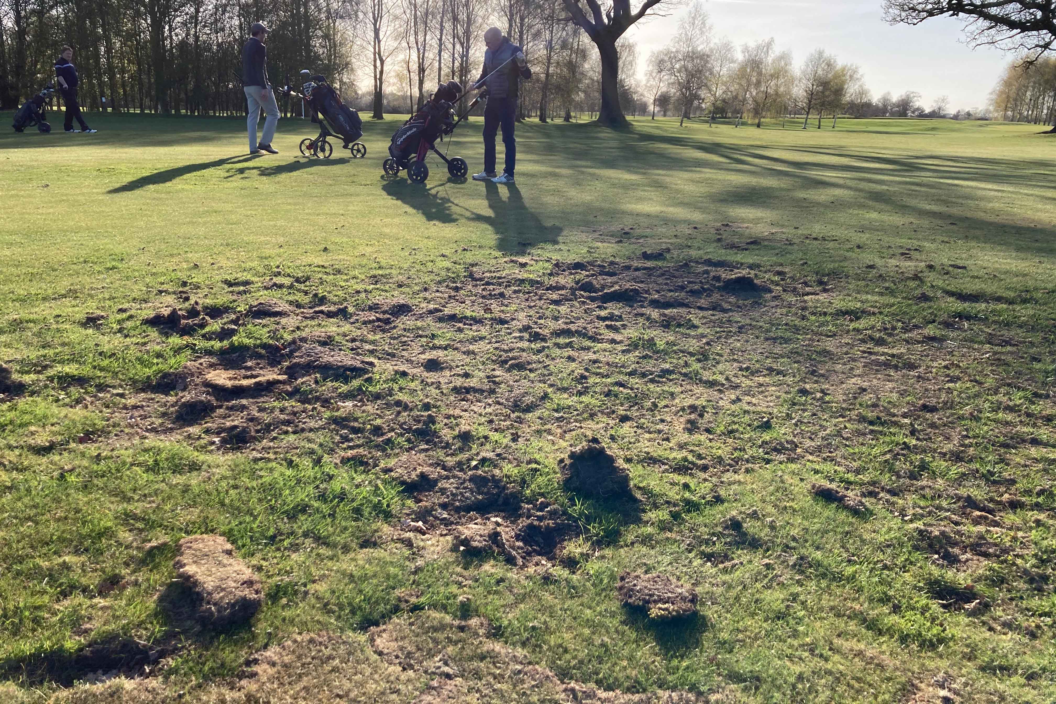 golf courses 